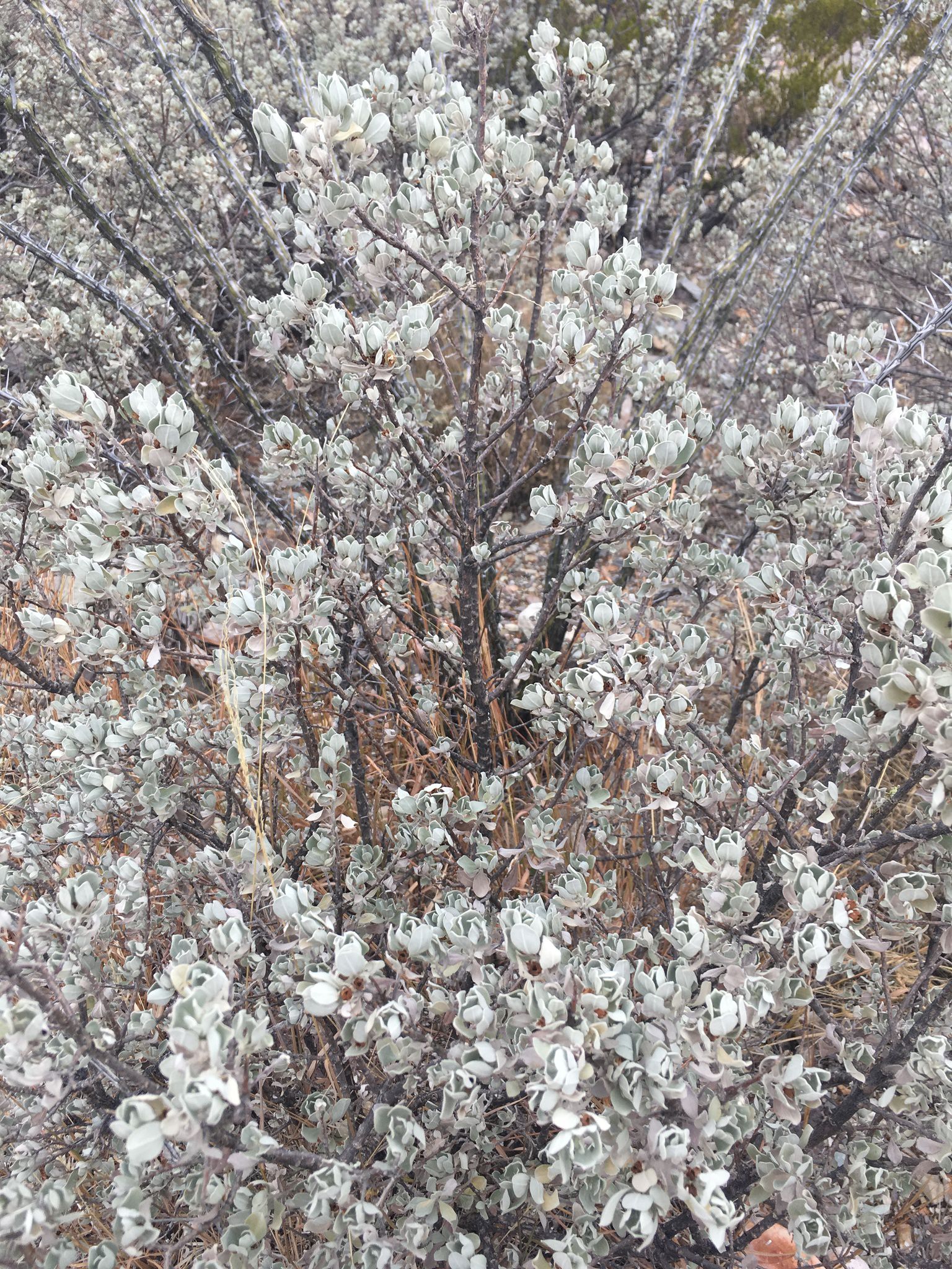 Leucophyllum frutescens